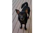 Adopt Champ a Black Border Collie / Mixed Breed (Medium) / Mixed (short coat)