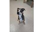 Adopt Dexter a Black Beagle / Mixed dog in Huntingdon, PA (41307665)