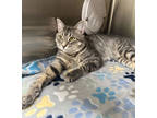 Adopt Bruno a Gray or Blue Domestic Shorthair / Domestic Shorthair / Mixed cat