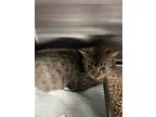 Adopt Sarah Emma a Brown Tabby Domestic Shorthair / Mixed Breed (Medium) / Mixed