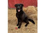 Adopt Hardy a Black Labrador Retriever / Mixed dog in Meadow Lake, SK (41327119)