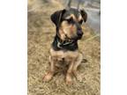 Adopt Minka a Brown/Chocolate Rottweiler / Boxer / Mixed dog in Meadow Lake