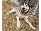 Adopt Baxter a Tan/Yellow/Fawn Husky / Mixed dog in Meadow Lake, SK (41269028)