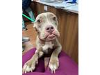 Adopt FENDY a Tan/Yellow/Fawn American Pit Bull Terrier / Mixed dog in Baton