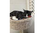 Adopt Cath a All Black Domestic Mediumhair / Domestic Shorthair / Mixed cat in