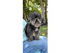 Adopt Edward a Shih Tzu / Mixed dog in Davie, FL (40917456)
