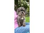 Adopt Edward a Shih Tzu / Mixed dog in Davie, FL (40917456)