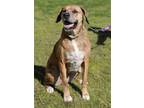 Adopt Latte a Brown/Chocolate - with White Catahoula Leopard Dog / Mixed dog in