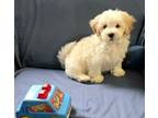 Adopt Winston a White - with Tan, Yellow or Fawn Maltipoo / Mixed dog in Norris