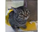 Adopt Elton a Domestic Mediumhair / Mixed cat in Des Moines, IA (41354055)