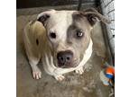 Adopt Tubby* a Pit Bull Terrier / Mixed dog in Pomona, CA (41258773)