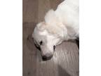 Adopt Stella a White Great Pyrenees / Mixed dog in Euless, TX (41357981)