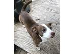 Adopt Peanut a Brown/Chocolate - with White American Pit Bull Terrier / Beagle /