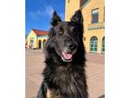 Adopt Ruffo a Black - with Tan, Yellow or Fawn German Shepherd Dog / Mixed dog