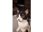 Adopt Naofumi a Black & White or Tuxedo American Shorthair / Mixed (short coat)