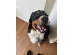 Adopt Chase a Black - with Tan, Yellow or Fawn Bernese Mountain Dog / Mixed dog