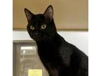 Adopt Hot Rod a All Black Domestic Shorthair / Domestic Shorthair / Mixed cat in