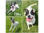 Adopt Miles a White American Pit Bull Terrier / Mixed Breed (Medium) / Mixed