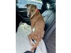 Adopt Archie - ADOPTED a Tan/Yellow/Fawn American Pit Bull Terrier / Mixed Breed