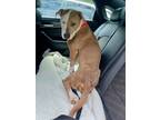 Adopt Archie - ADOPTED a Tan/Yellow/Fawn American Pit Bull Terrier / Mixed dog