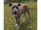 Adopt Cibrina - a Brindle American Pit Bull Terrier / Mixed Breed (Medium) /