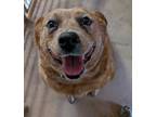 Adopt Cowgirl a Red/Golden/Orange/Chestnut Australian Cattle Dog / Mixed dog in