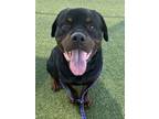 Adopt Winchester a Black Rottweiler / Mixed dog in Grapevine, TX (41357909)
