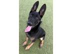 Adopt Peso a Black German Shepherd Dog / Mixed dog in Grapevine, TX (41357908)