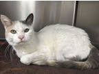 Adopt Minnie a White Domestic Shorthair / Domestic Shorthair / Mixed cat in