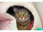 Adopt Dominic *VIP* a Brown or Chocolate Domestic Shorthair / Domestic Shorthair