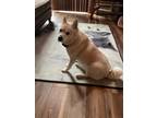 Adopt Bella a Tan/Yellow/Fawn - with White Husky / Mixed dog in Milton