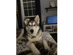 Adopt Lobo a Gray/Silver/Salt & Pepper - with White Husky / Mixed dog in Los