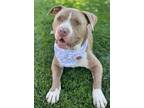 Adopt Santa a Tan/Yellow/Fawn - with White Pit Bull Terrier / Mixed dog in