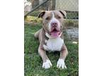 Adopt Santa a Tan/Yellow/Fawn - with White Pit Bull Terrier / Mixed dog in