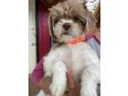 Adopt Bubbles a Shih Tzu dog in Windsor, CO (41304191)
