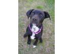 Adopt Sadie a Black Labrador Retriever dog in Jacksonville, NC (41356432)