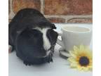 Adopt Alfalfa a Black Guinea Pig / Mixed small animal in Largo, FL (41325163)
