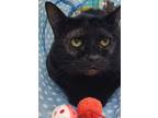 Adopt Raney a All Black Domestic Shorthair / Domestic Shorthair / Mixed cat in