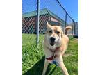 Adopt Brewer a Red/Golden/Orange/Chestnut Mixed Breed (Large) / Mixed dog in