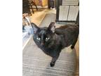 Adopt Grizzly a All Black Domestic Mediumhair / Domestic Shorthair / Mixed cat