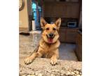 Adopt Bailey a Black - with Tan, Yellow or Fawn German Shepherd Dog / Terrier