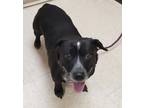 Adopt Lucy a Black Dachshund / Australian Cattle Dog / Mixed dog in Burlington