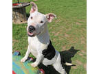 Adopt Oreo a White Bull Terrier / Mixed dog in San Marcos, TX (40897363)