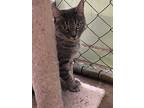 Adopt Princess a Domestic Shorthair / Mixed (short coat) cat in Fallbrook