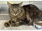 Adopt Maverick a Domestic Mediumhair / Mixed (long coat) cat in Fallbrook