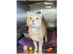 Adopt Mateo a Domestic Shorthair / Mixed (short coat) cat in Fallbrook