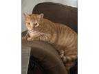 Adopt Rowdy a Orange or Red American Shorthair / Mixed (medium coat) cat in