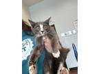 Adopt Calia a Gray or Blue Domestic Mediumhair / Domestic Shorthair / Mixed cat