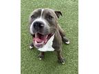 Adopt Dwayne a Brown/Chocolate American Pit Bull Terrier / Mixed dog in