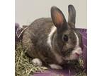 Adopt Alice a Chocolate Other/Unknown / Other/Unknown / Mixed rabbit in